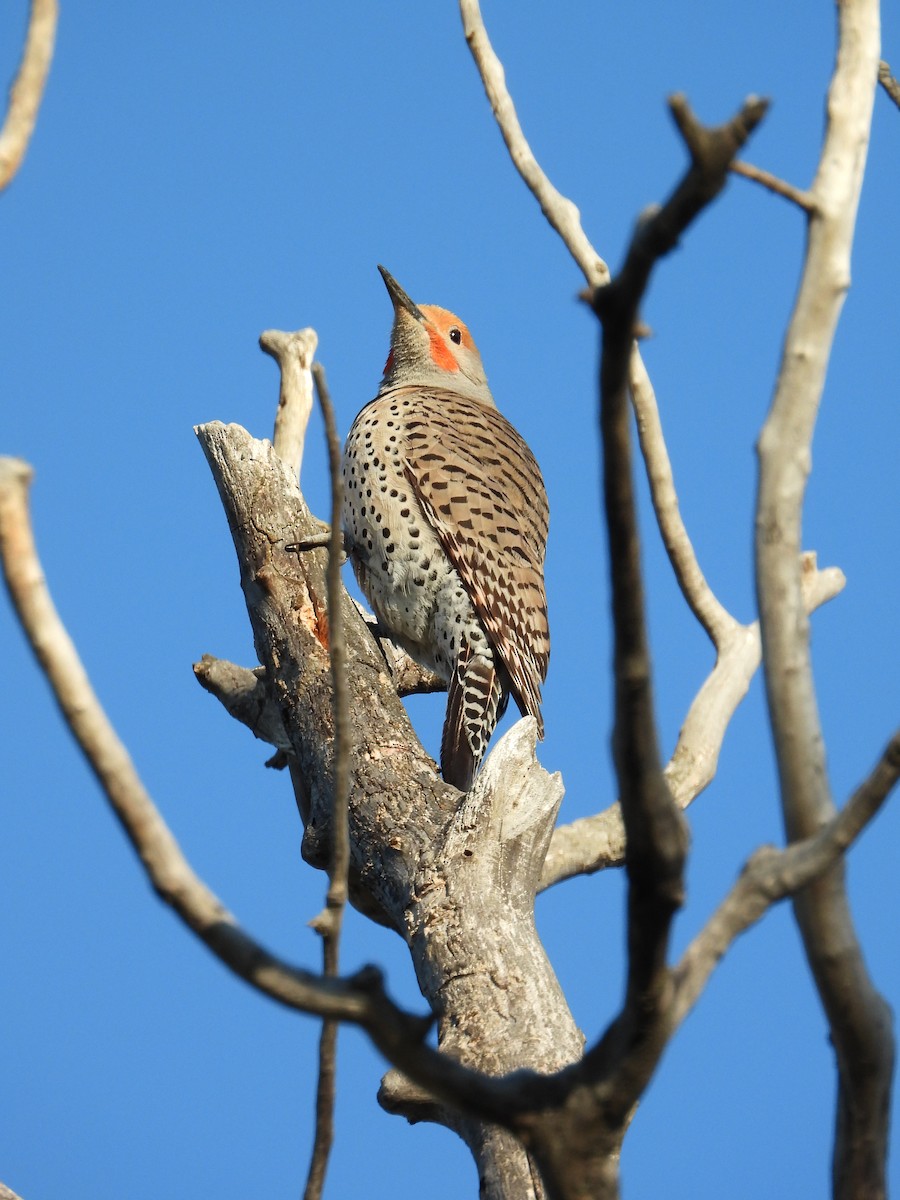 Northern Flicker (Red-shafted) - ML343479161