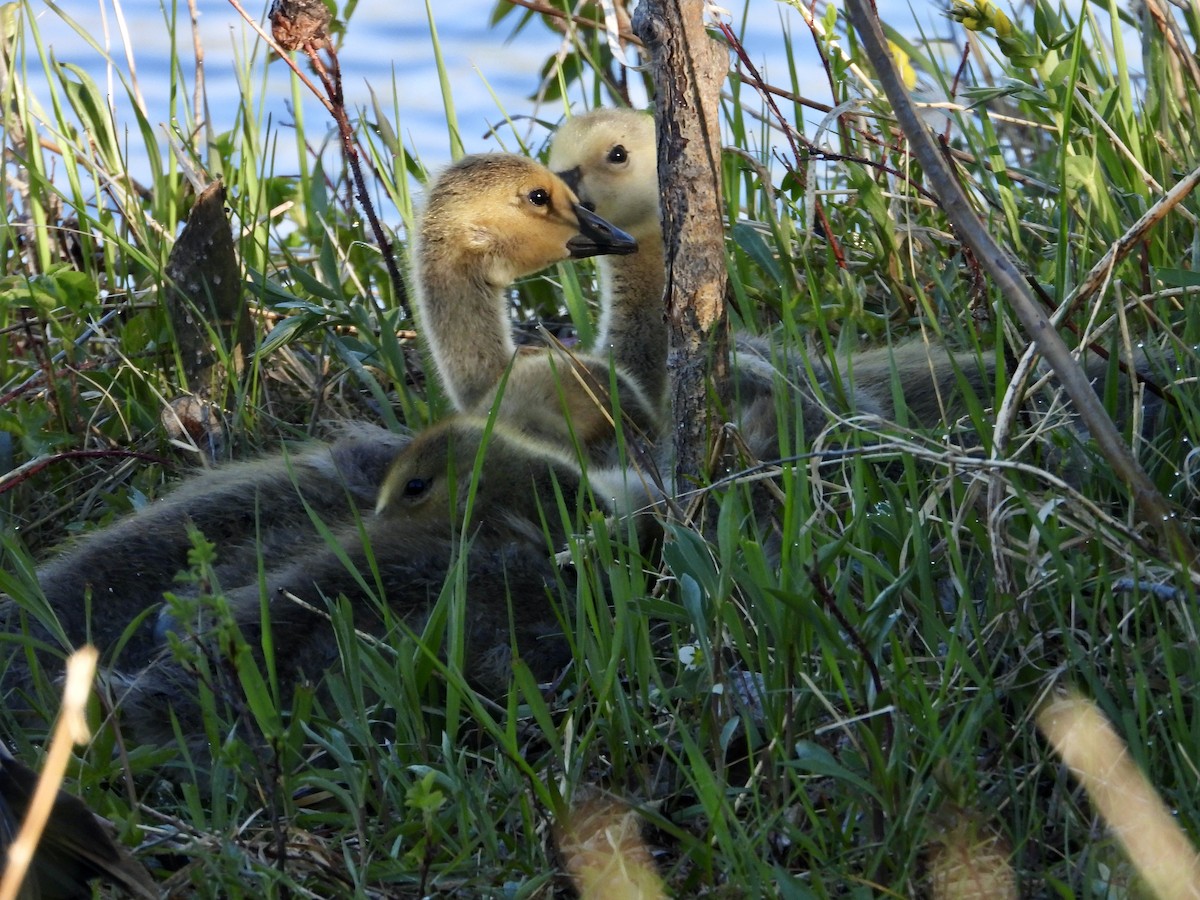 Canada Goose - ML343479381