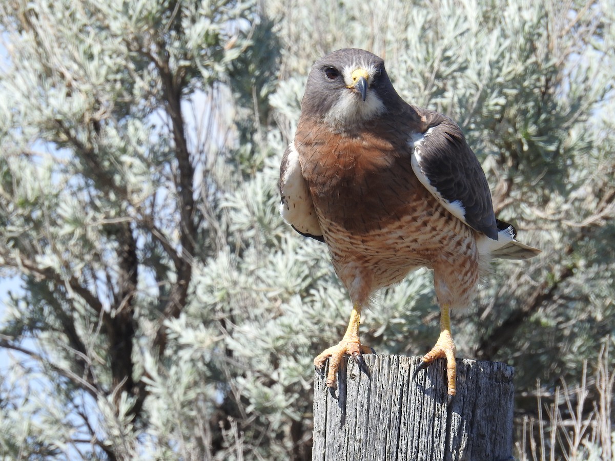 Swainson's Hawk - ML343479801