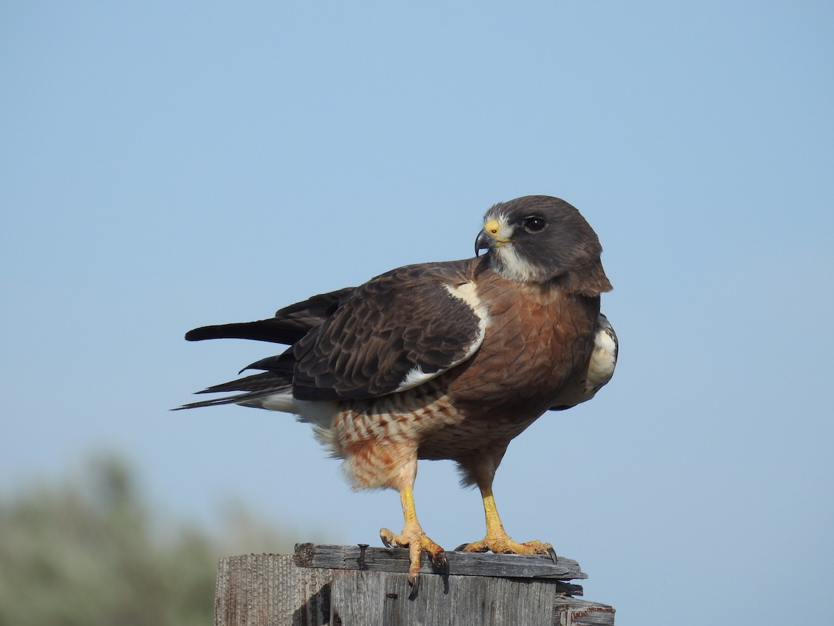 Swainson's Hawk - ML343479811