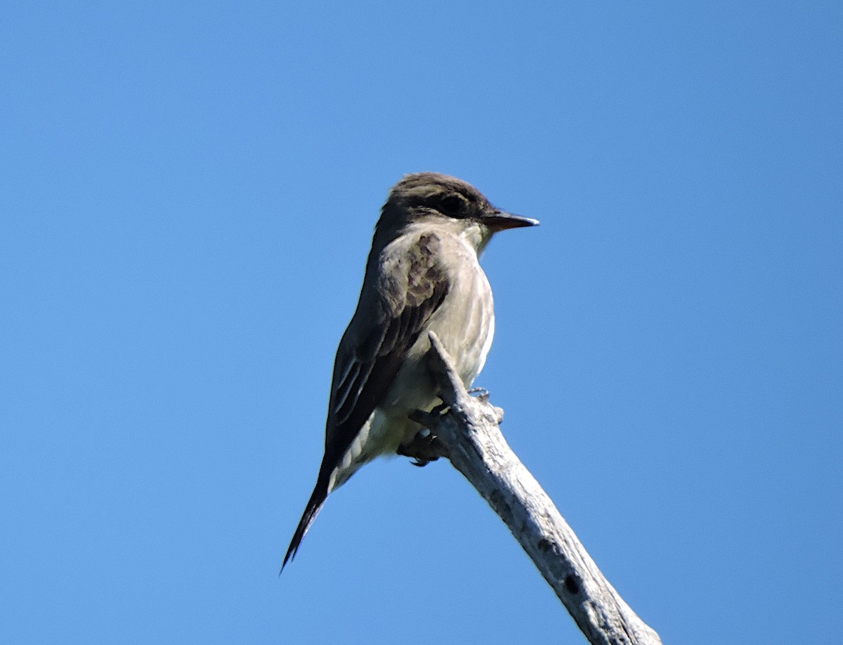 Olive-sided Flycatcher - ML343479891