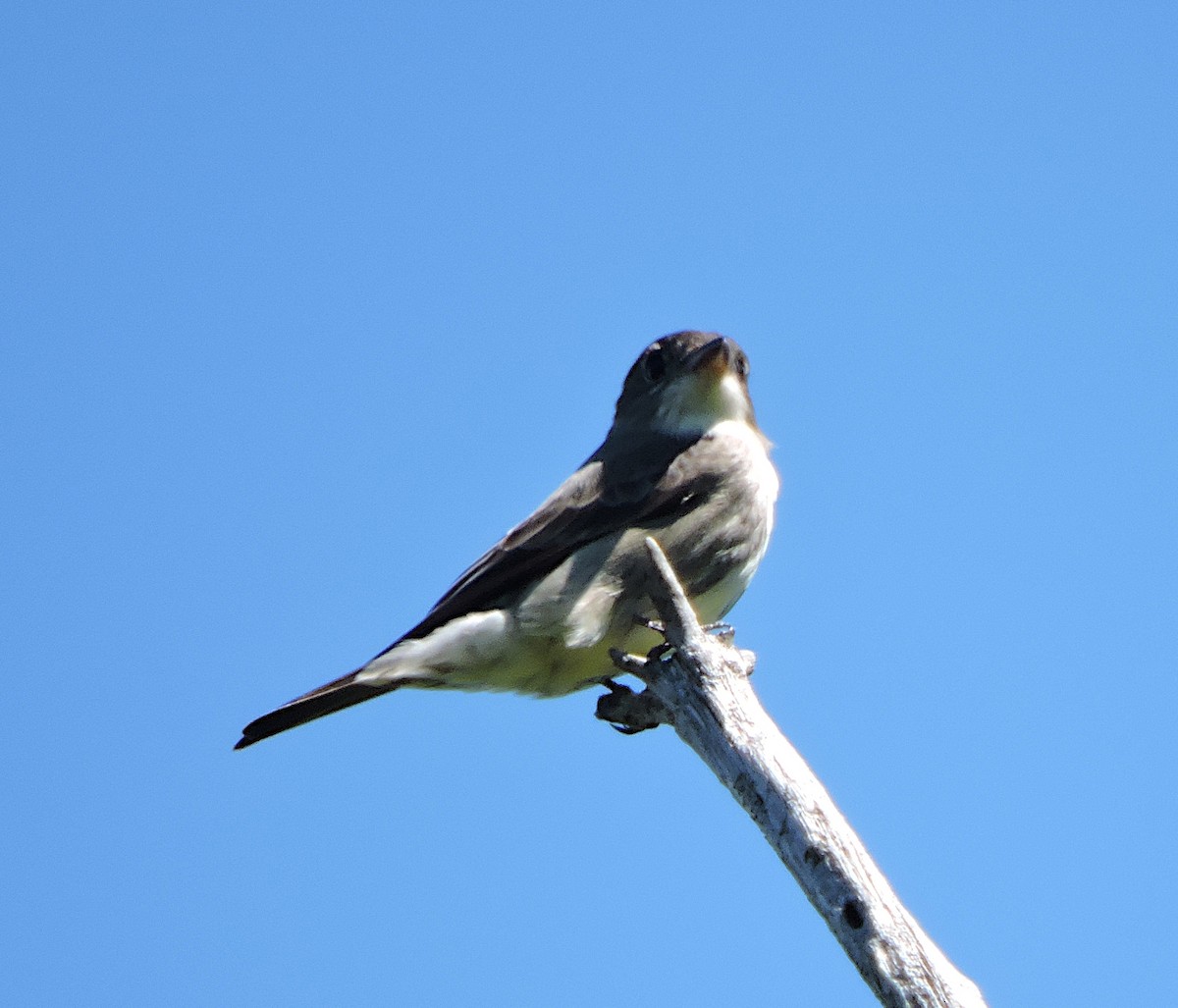 Olive-sided Flycatcher - ML343479911