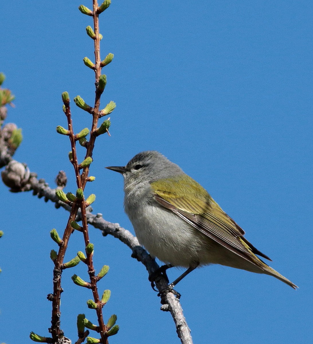 Tennessee Warbler - ML343479991