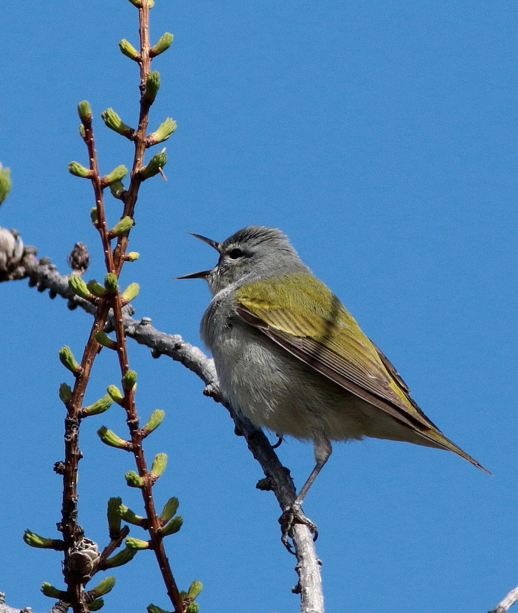 Tennessee Warbler - ML343480061
