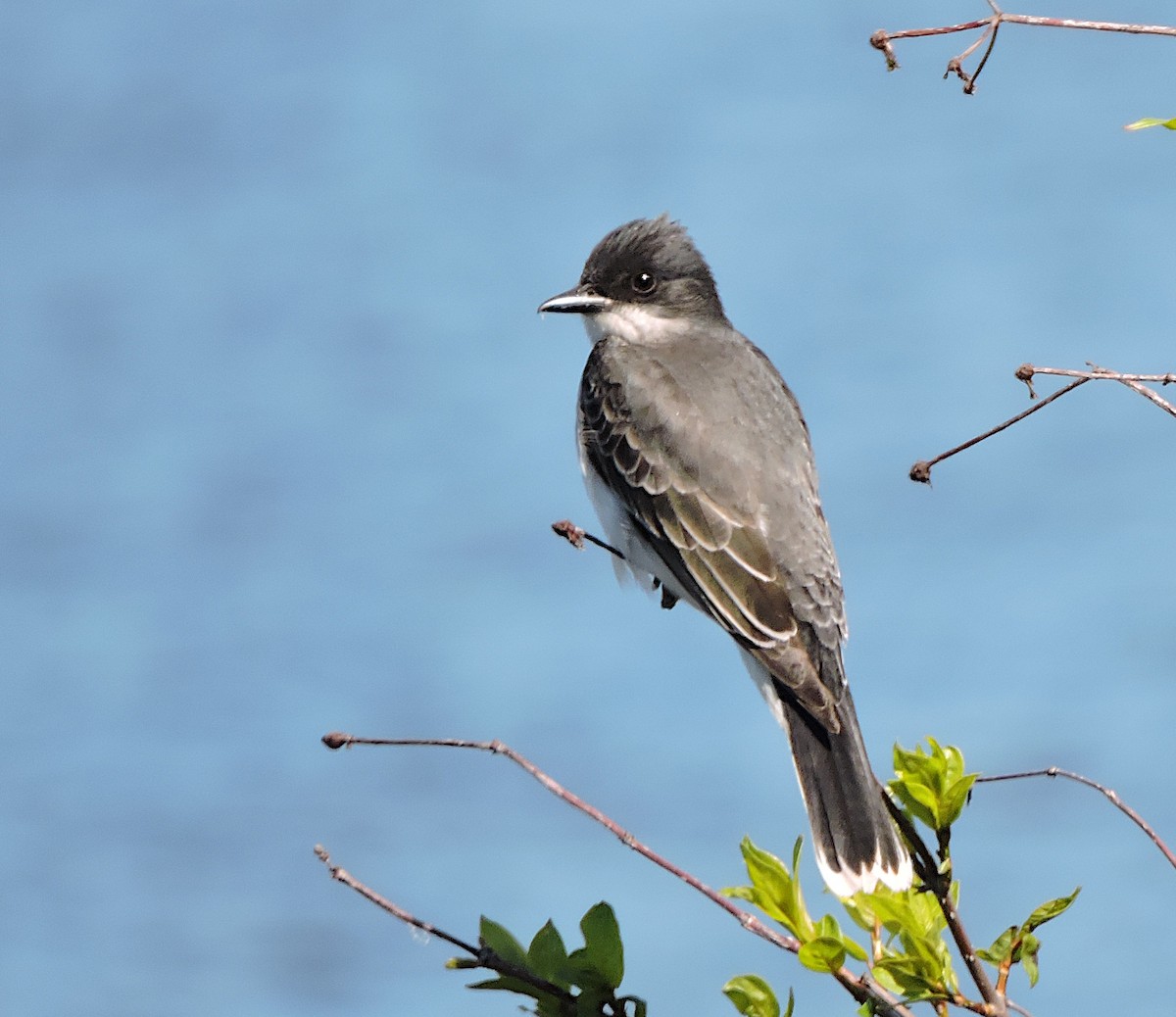 Eastern Kingbird - ML343480111