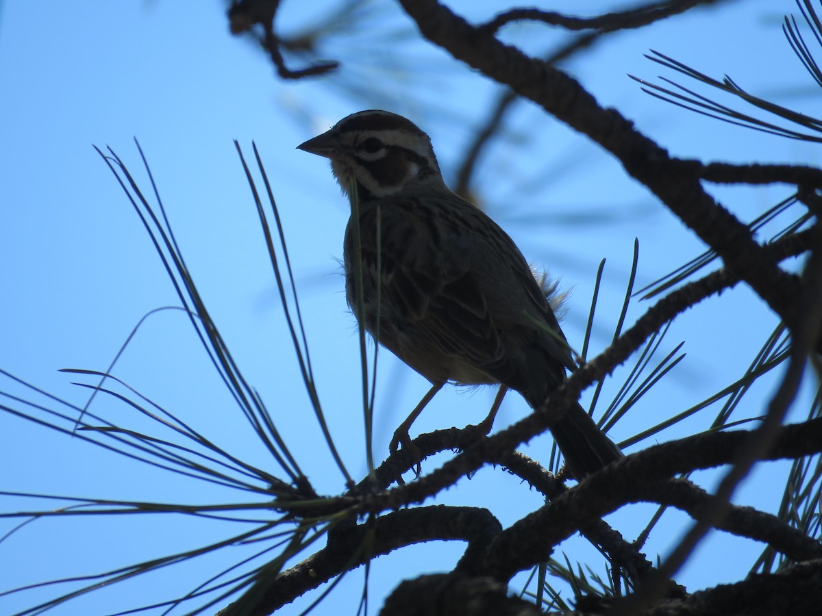 Lark Sparrow - Brian Hofstetter