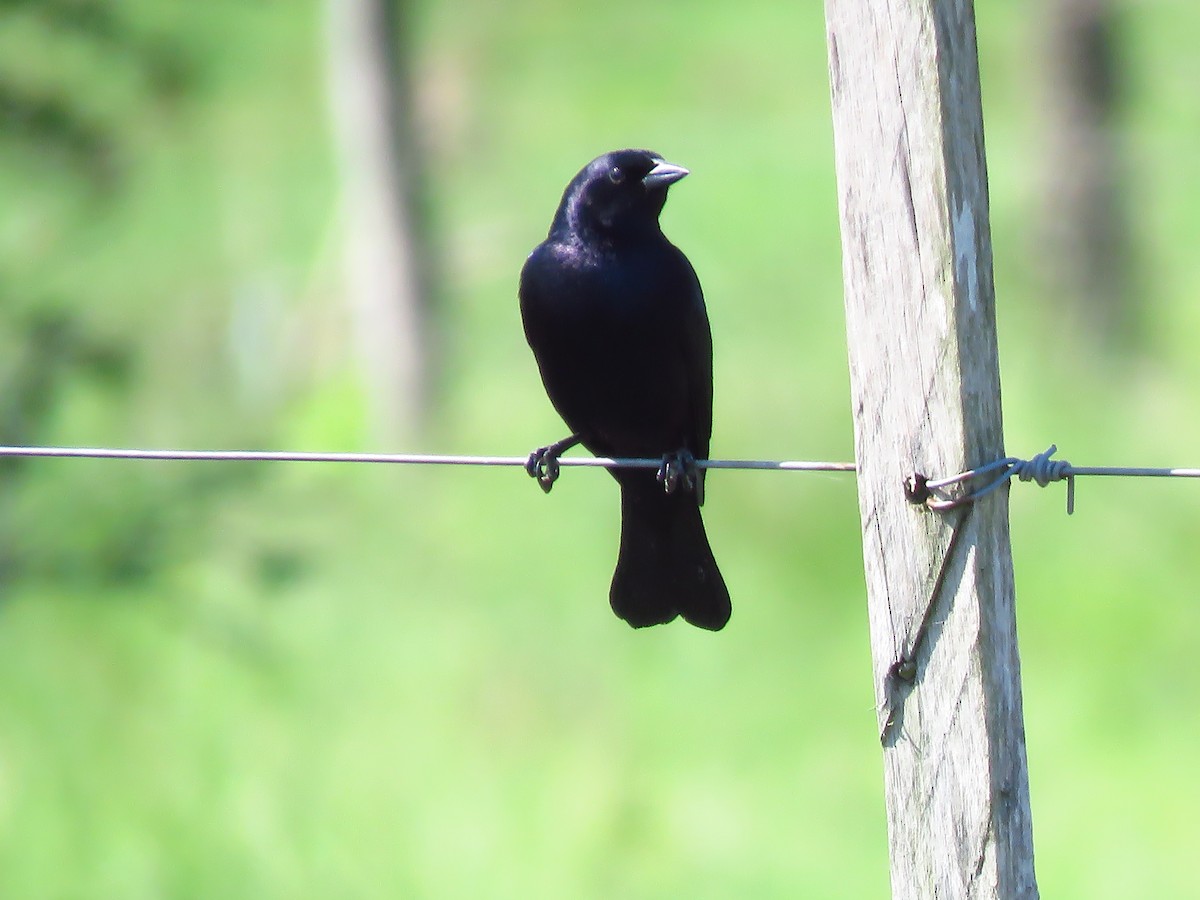Shiny Cowbird - ML343481251