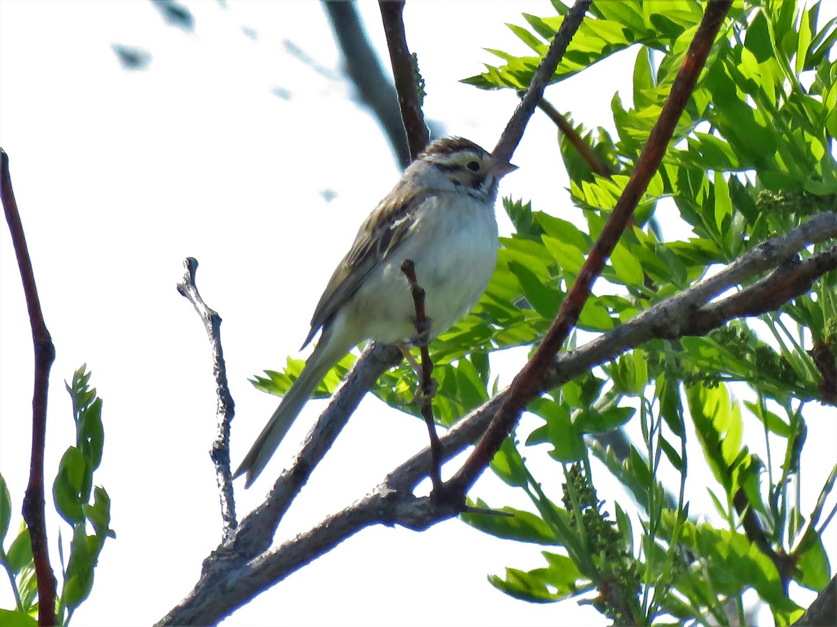 Clay-colored Sparrow - ML343482781