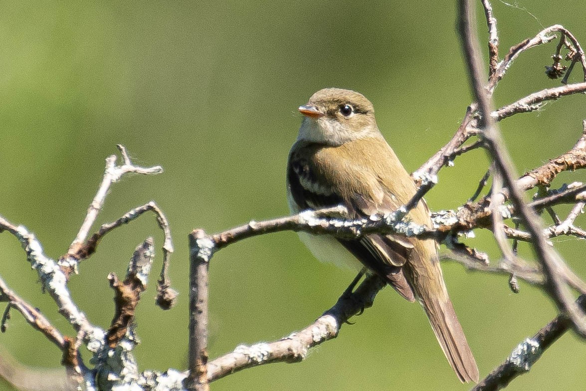 Alder Flycatcher - ML343483191