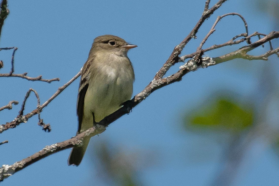 Alder Flycatcher - ML343483211