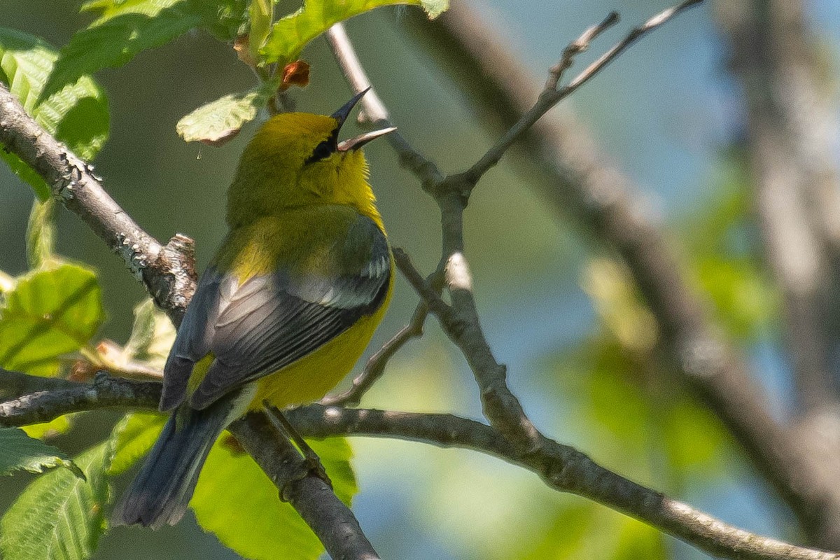 Blue-winged Warbler - Gerry Gerich