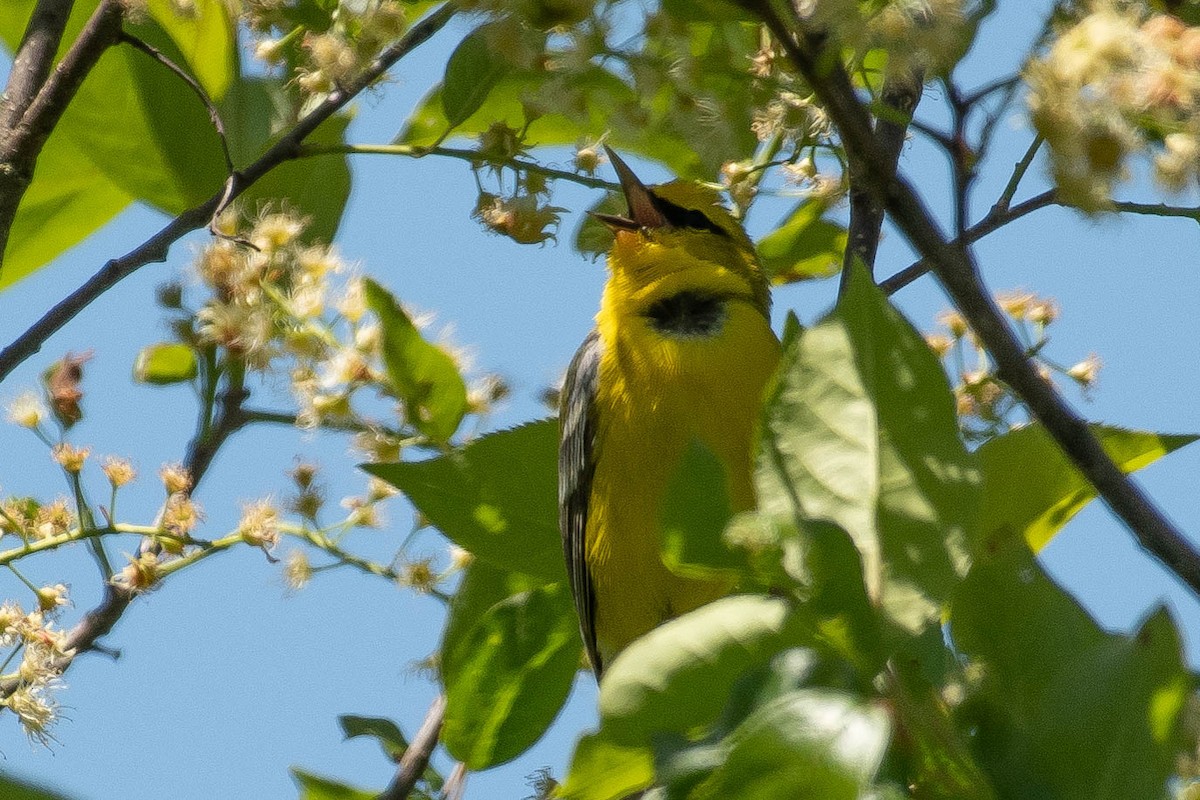 Blue-winged Warbler - ML343483861