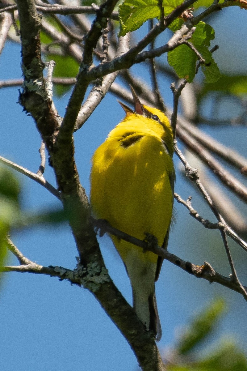 Blauflügel-Waldsänger - ML343483871