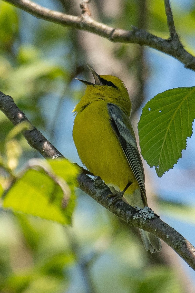 Blue-winged Warbler - Gerry Gerich