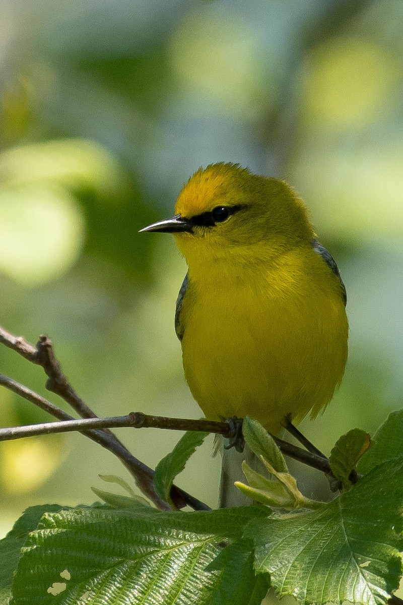 Blue-winged Warbler - Gerry Gerich