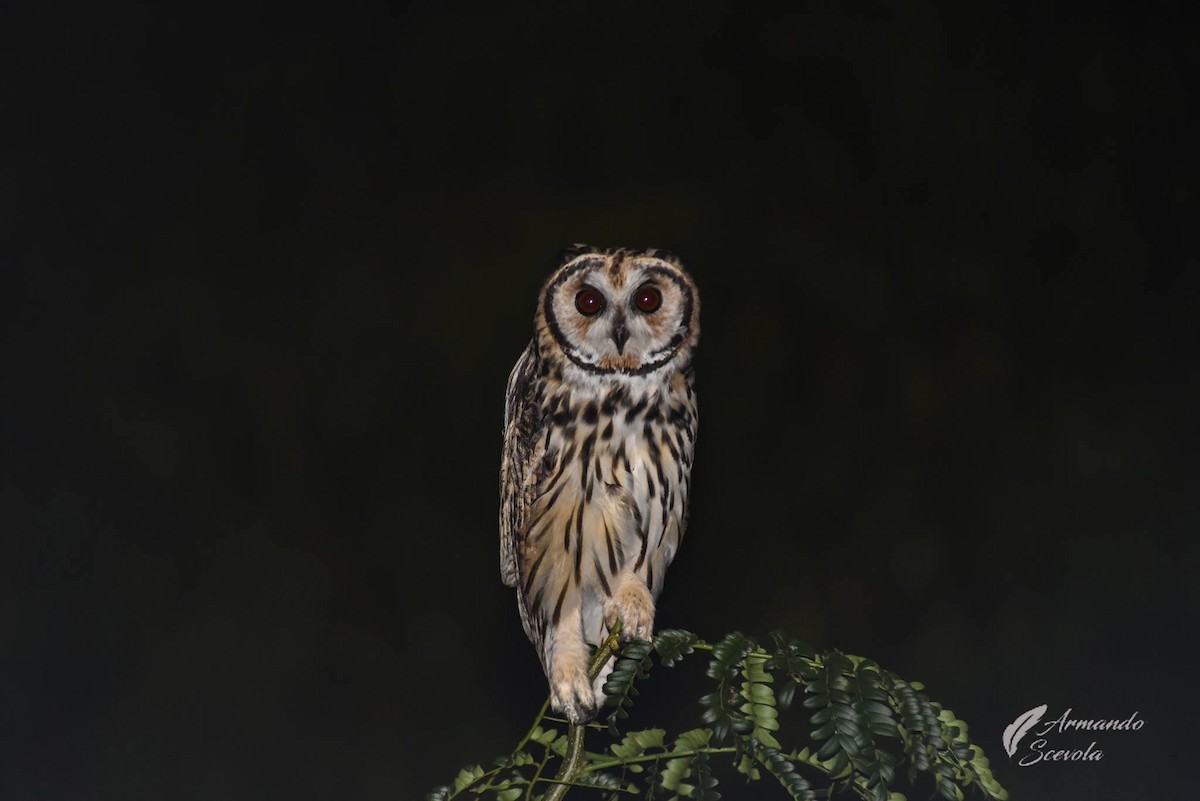Striped Owl - ML343483981