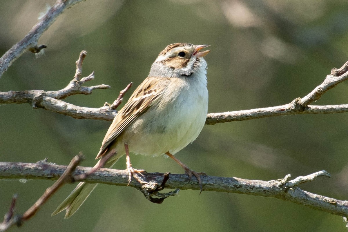 Clay-colored Sparrow - ML343484711