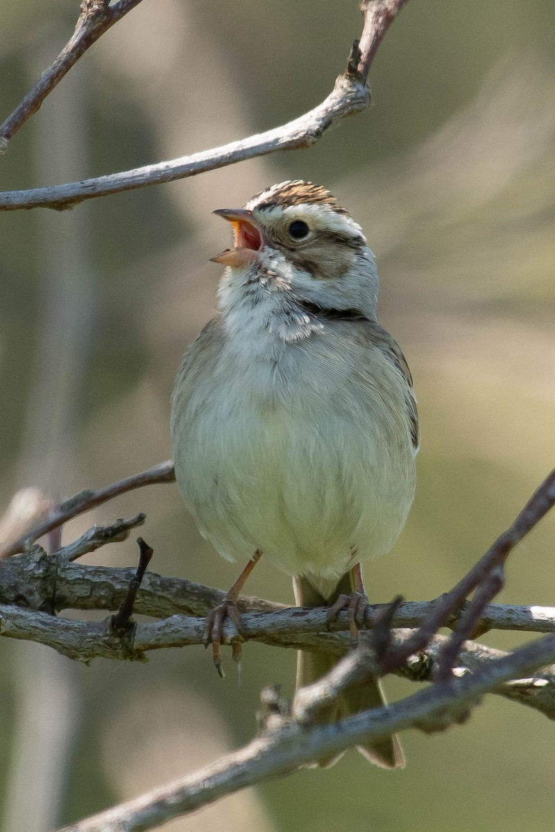 Clay-colored Sparrow - ML343484721