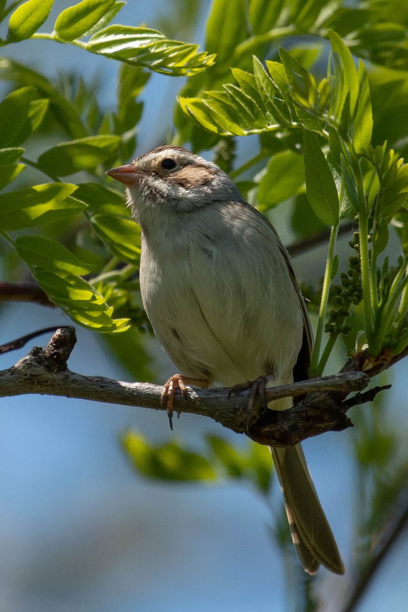 Clay-colored Sparrow - ML343484731