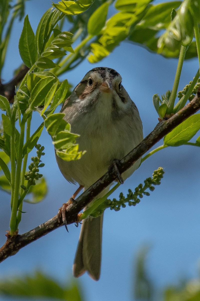 Clay-colored Sparrow - ML343484791