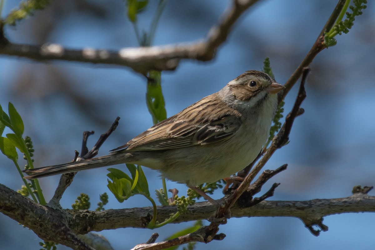 Clay-colored Sparrow - ML343484801