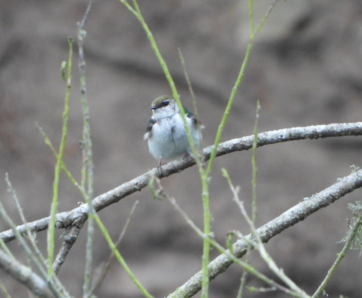 Golondrina Verdemar - ML343486891