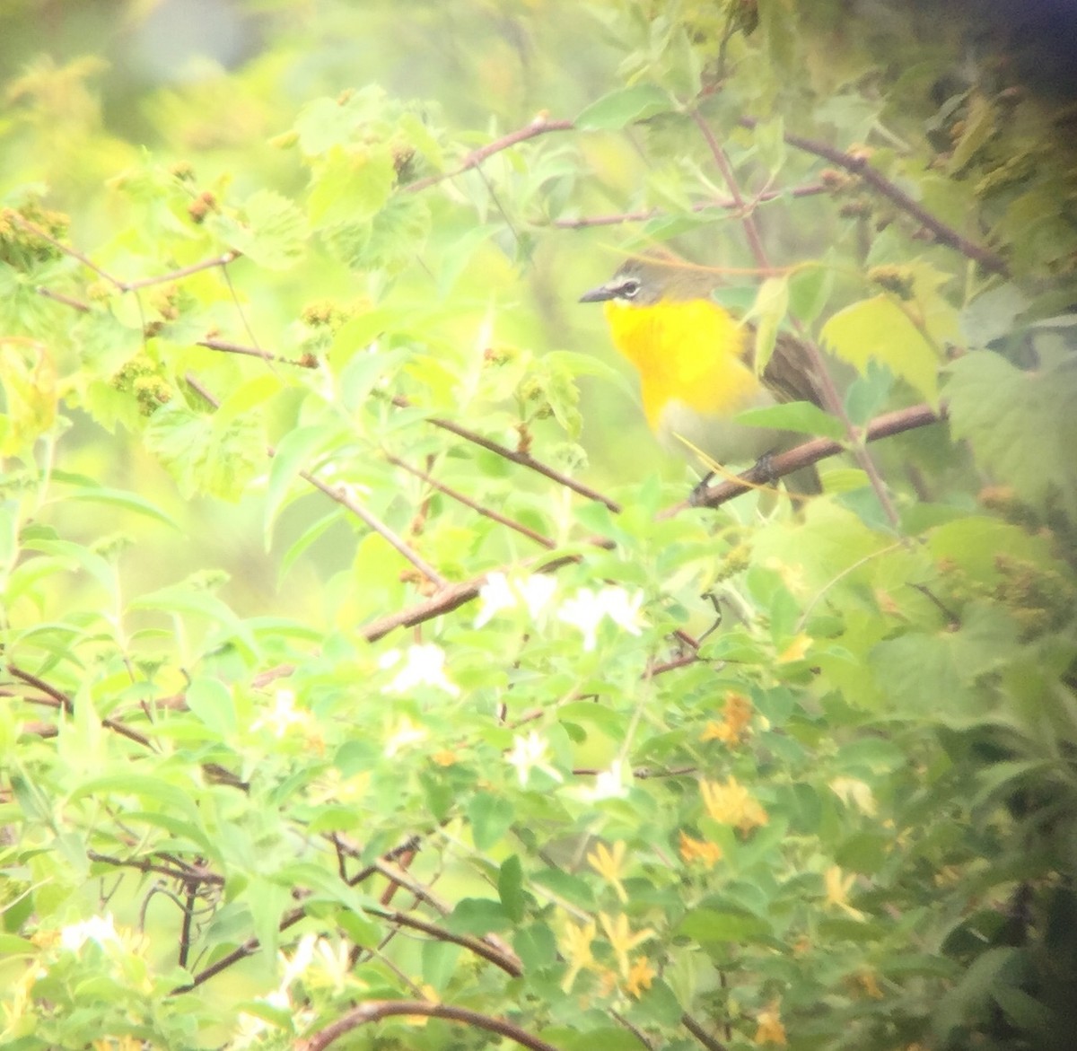 Yellow-breasted Chat - ML343487361