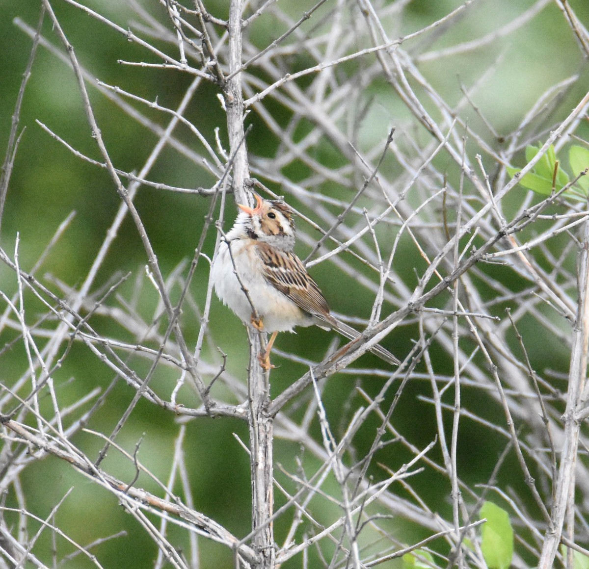 Clay-colored Sparrow - Andrew Gaerte