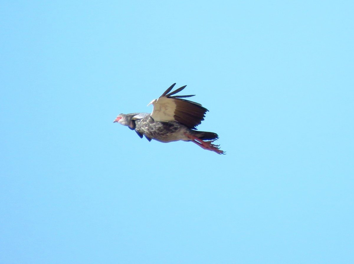 Southern Screamer - ML343490371