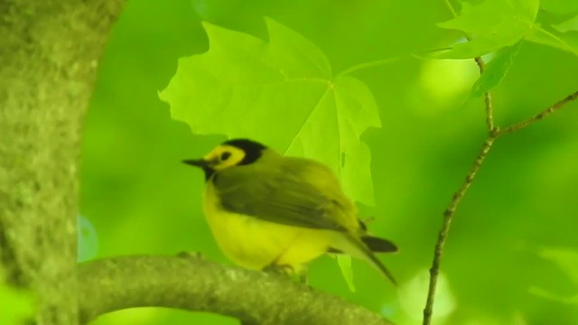 Hooded Warbler - ML343490411