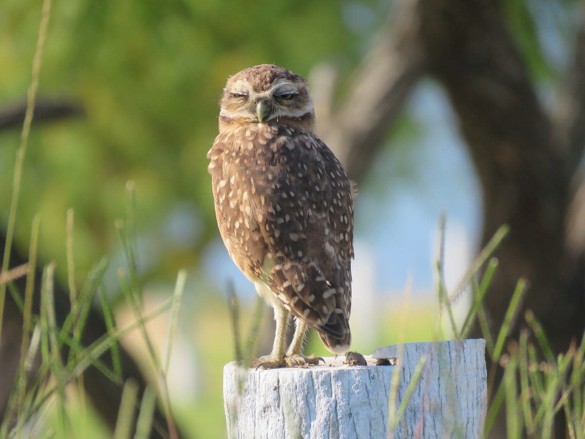 Burrowing Owl - ML343490461