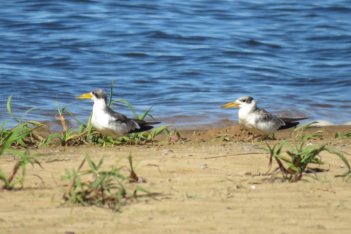 Large-billed Tern - Julián Retamoza