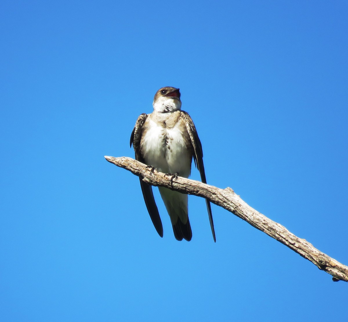 Brown-chested Martin - Julián Retamoza