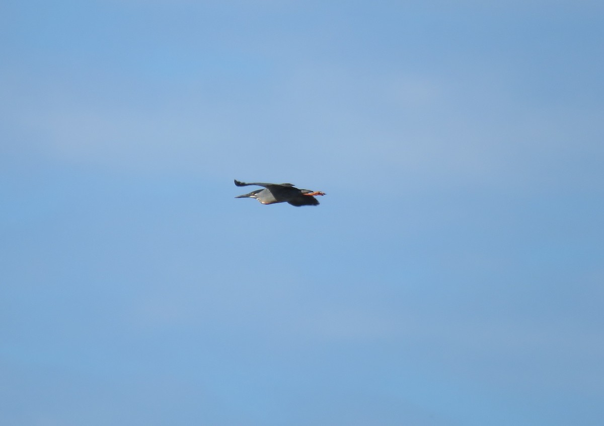 Striated Heron - Julián Retamoza