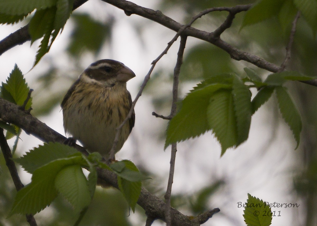 Rose-breasted Grosbeak - ML34349231