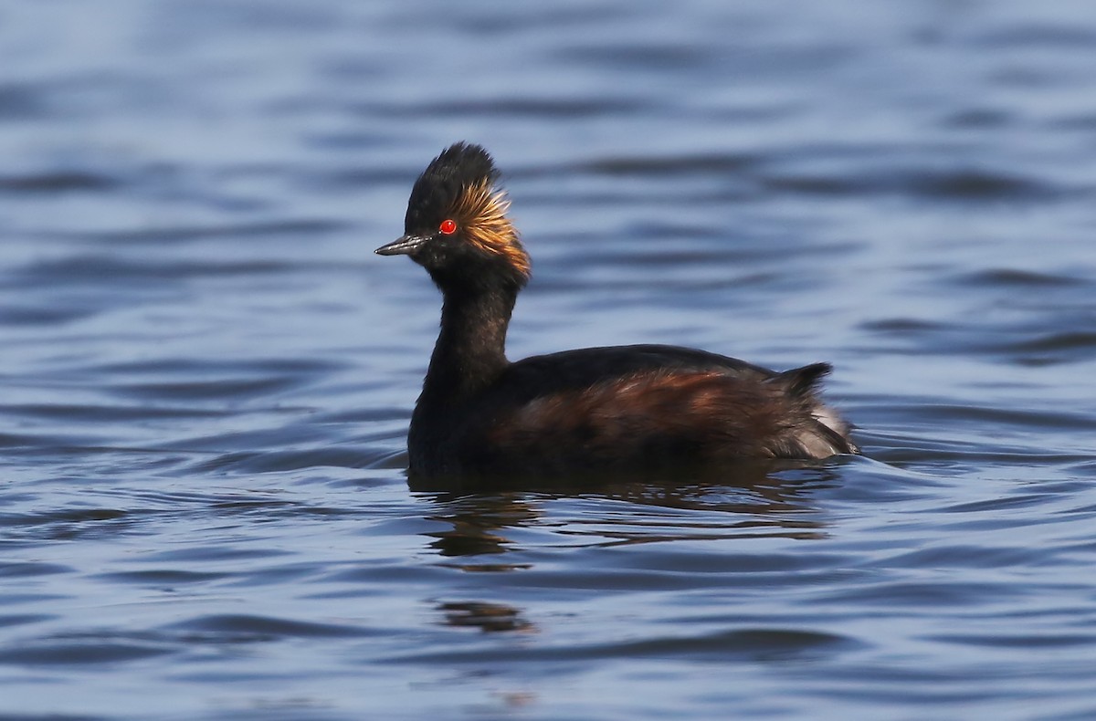 Eared Grebe - ML343492601