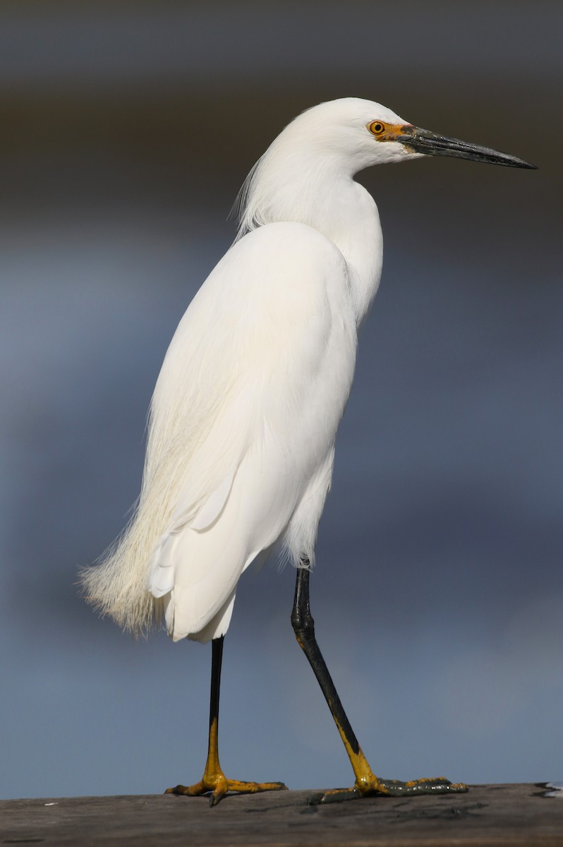 Snowy Egret - ML343493041