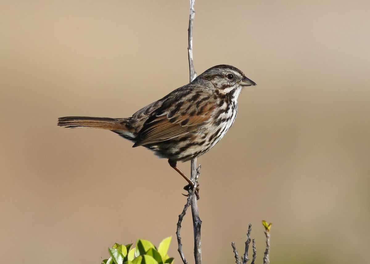 Song Sparrow - ML343493101