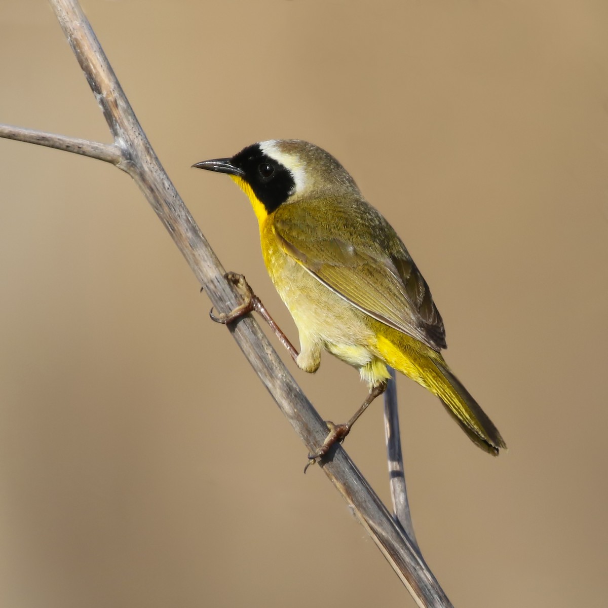 Common Yellowthroat - ML343493161