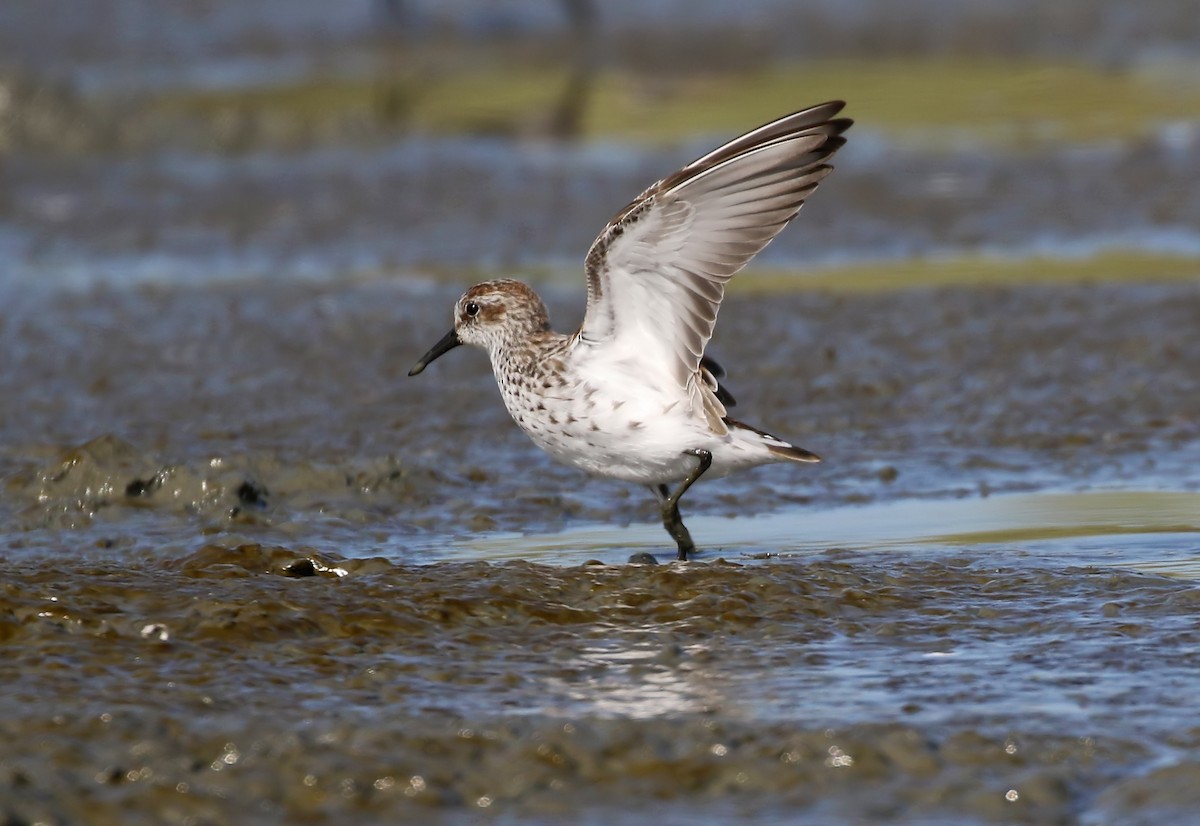 Western Sandpiper - ML343493501