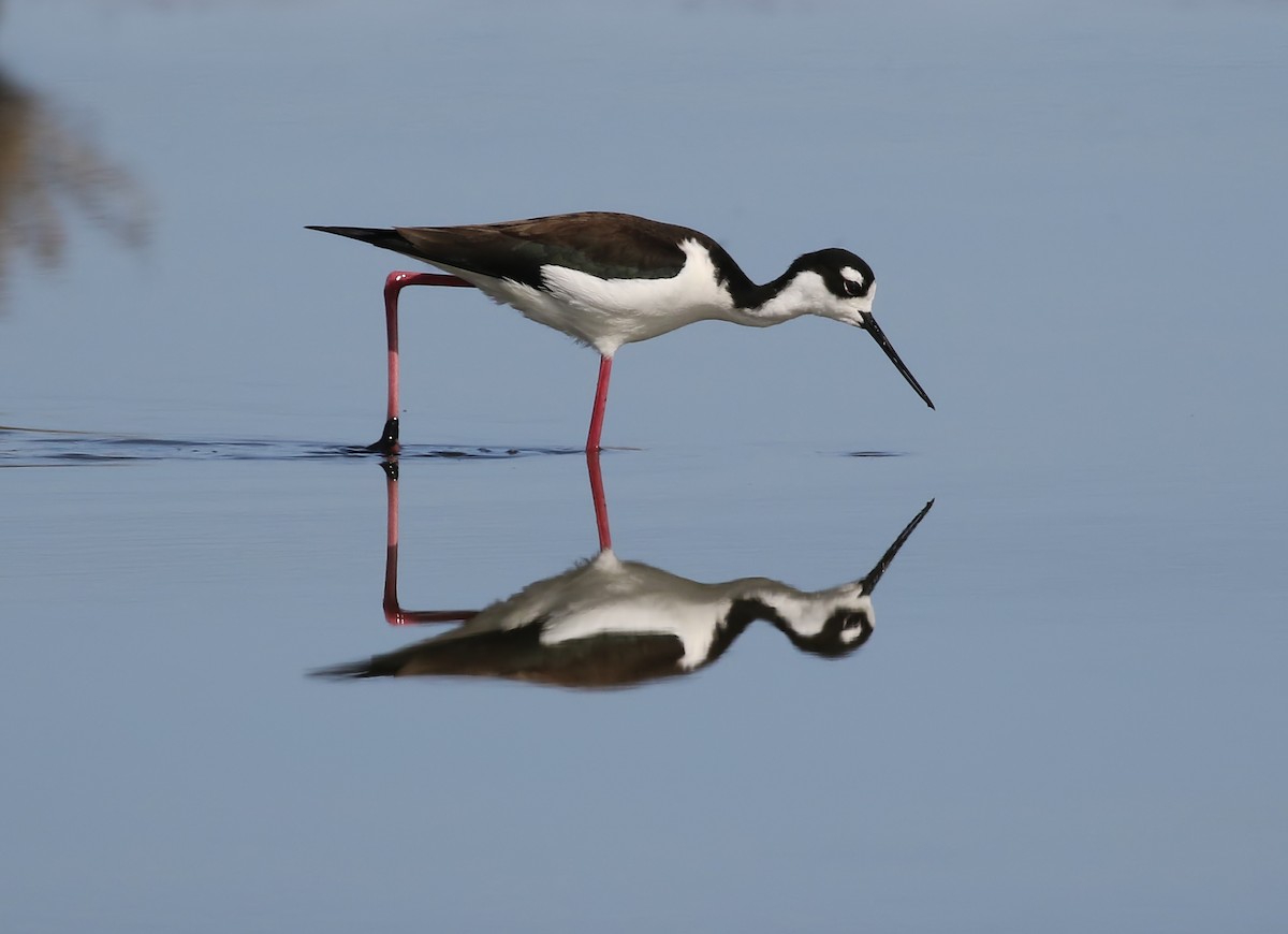 Black-necked Stilt - Vayun Tiwari