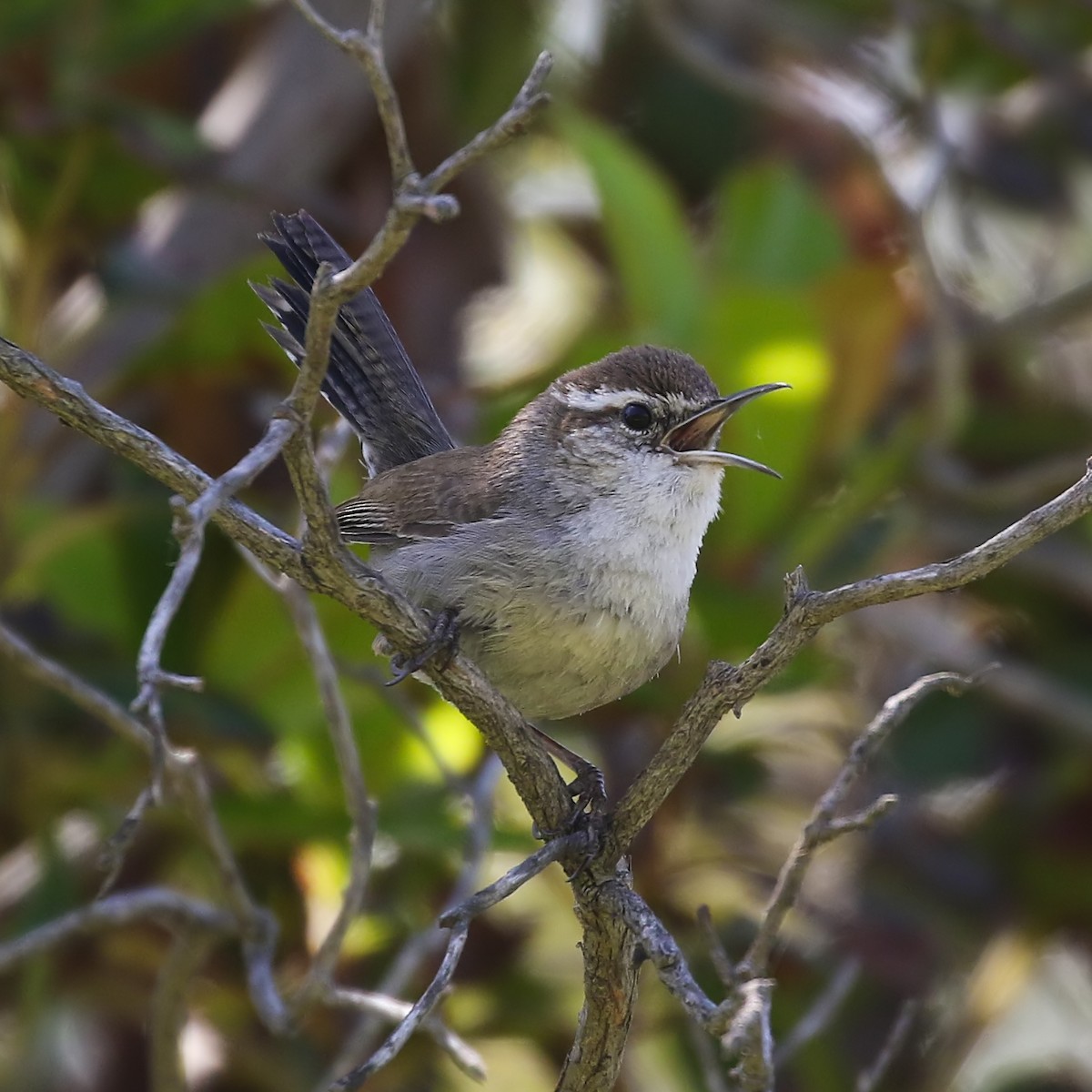 Bewick's Wren - ML343493761