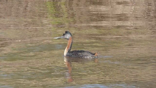 オオカイツブリ - ML343494521