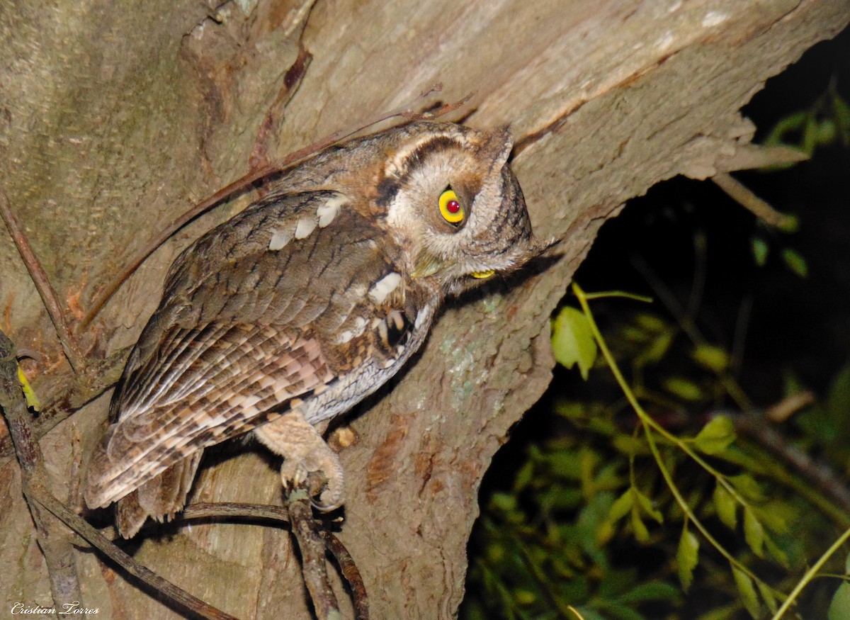 Tropical Screech-Owl - ML343495191