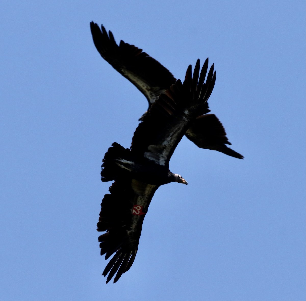 California Condor - John Lewis