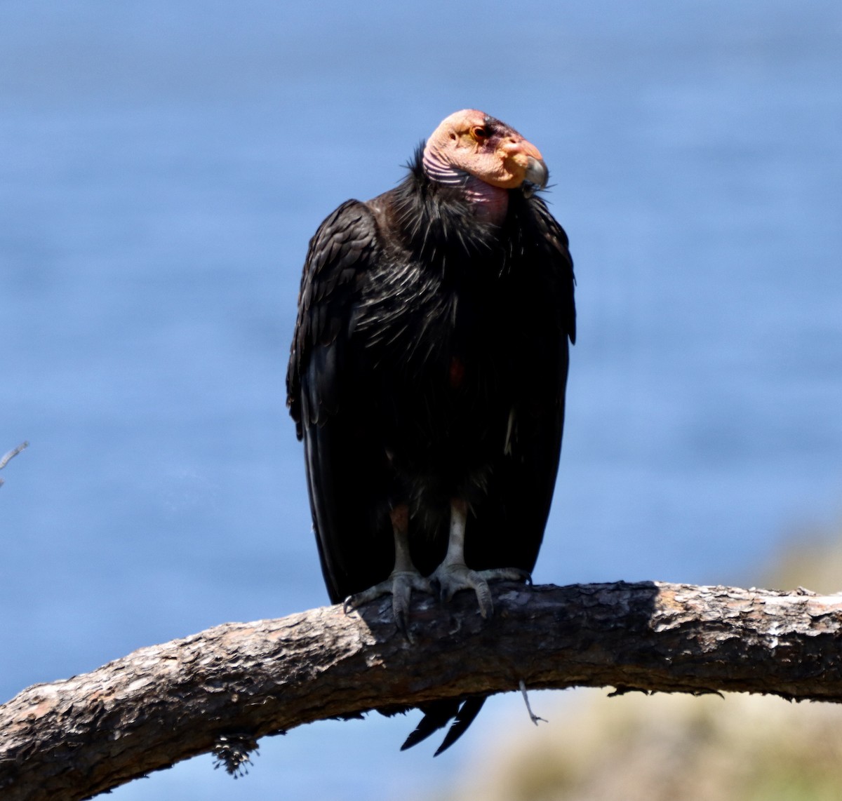 Condor de Californie - ML343496361