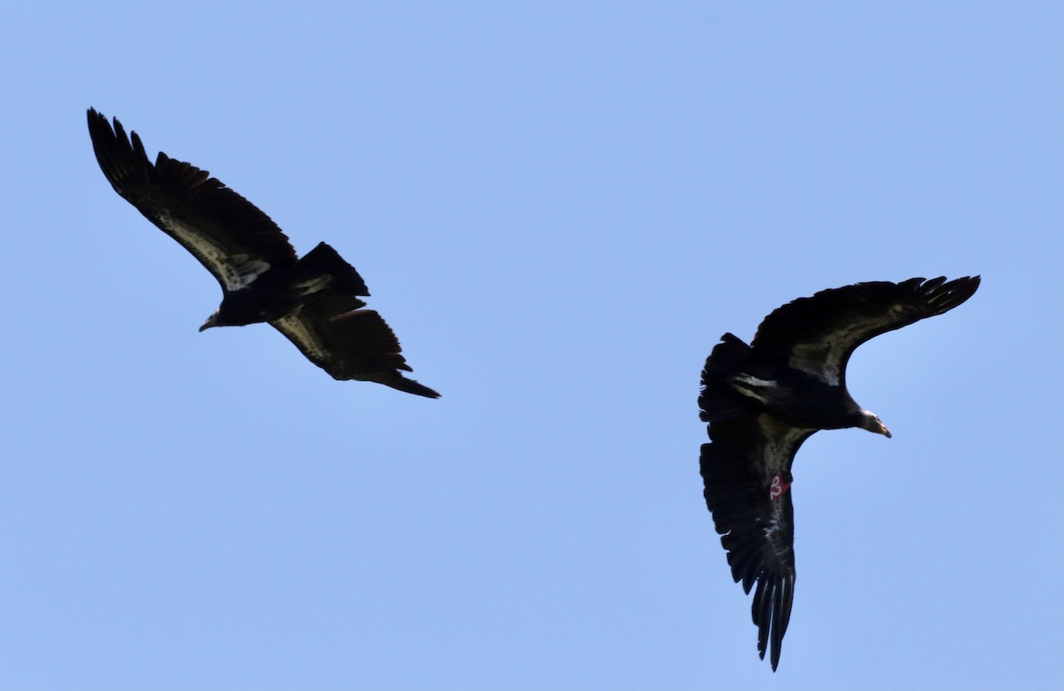 California Condor - John Lewis