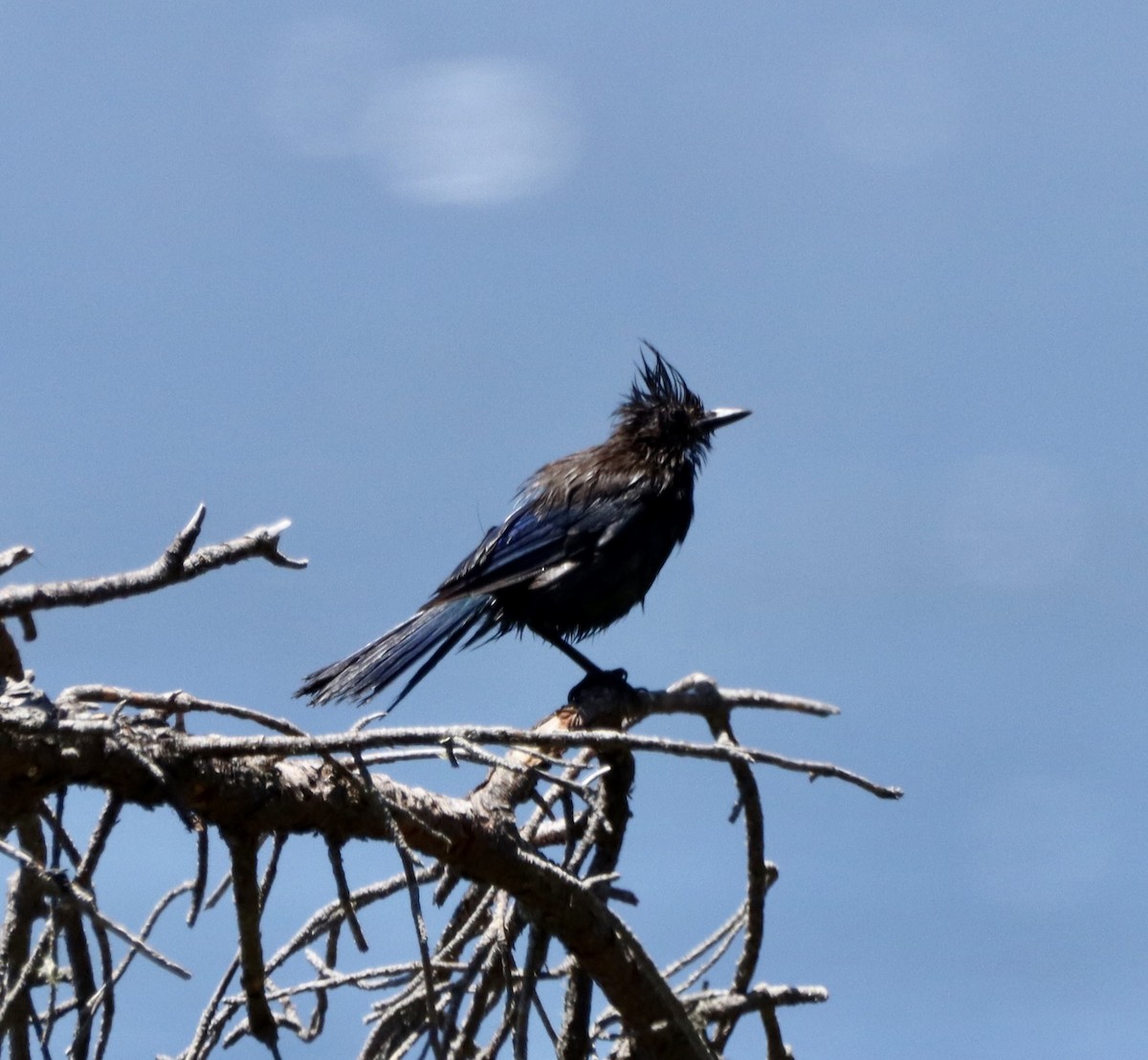 Steller's Jay - ML343496421