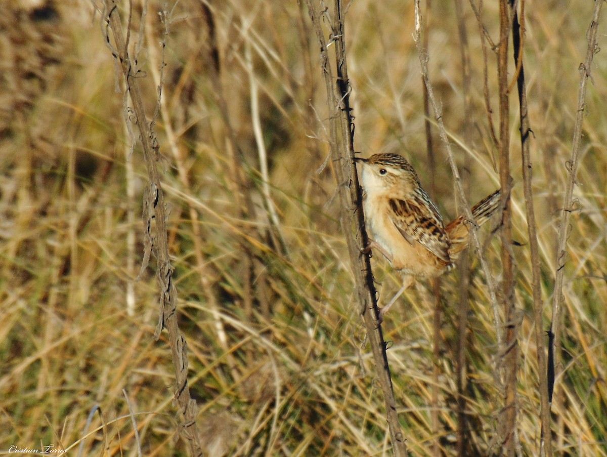 Grass Wren - ML343496841