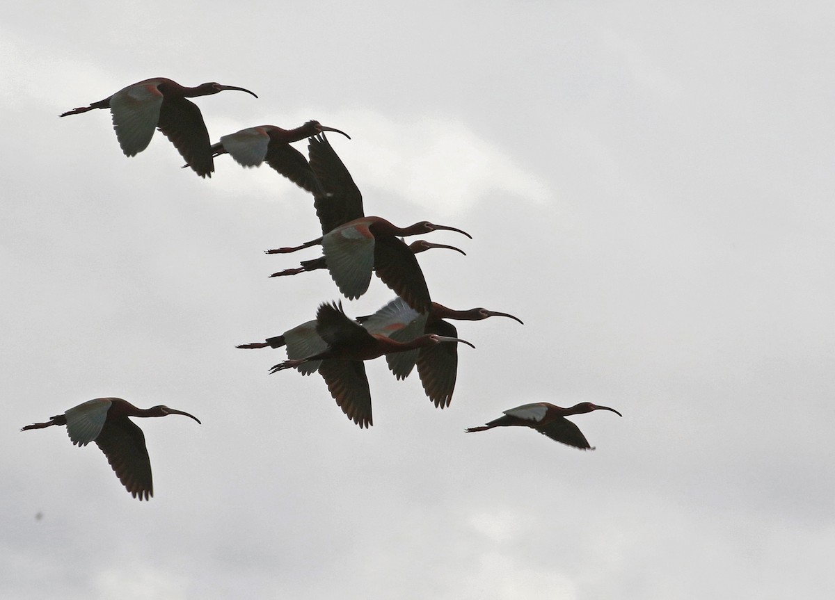 White-faced Ibis - ML343497221